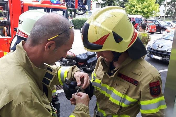 Feuerwehr Landeck rettet Schwalbe