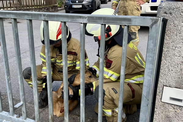 Feuerwehr rettete Reh aus Schiebetor