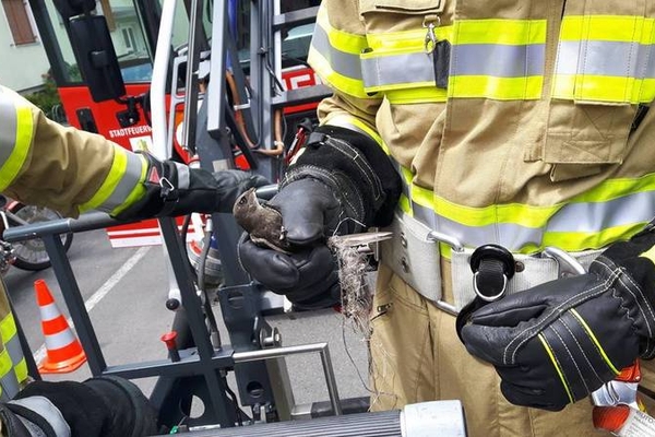 Feuerwehr Landeck rettet Schwalbe