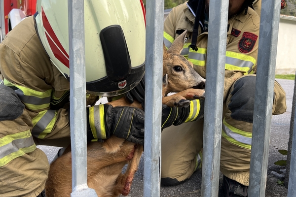 Feuerwehr rettete Reh aus Schiebetor